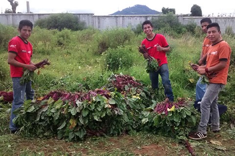 The community garden in Guatemala produced beets, tomatoes, carrots, onions and more, which youth sold and donated to CI's nutrition program.