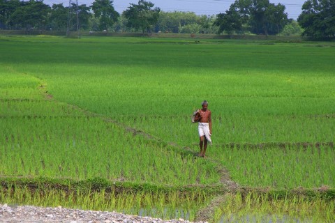 Rice paddy fields in India