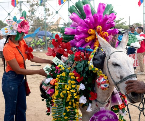 a donkey decorated for a carnival